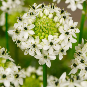 ŚNIEDEK - SAUNDERSIAE