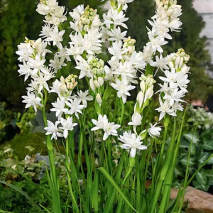 TUBEROZA - THE PEARL