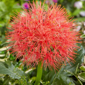 SCADOXUS - MULTIFLORUS