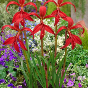 SPREKELIA - FORMOSISSIMA