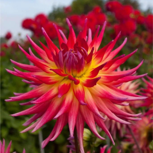 DALIA - ELECTRIC FLASH