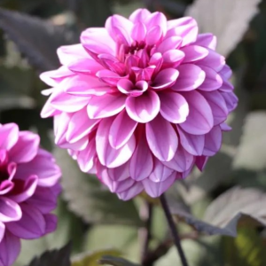 DALIA - MELISSA ANNA MARIJKE