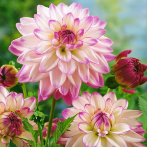 DALIA - PINK PETTICOAT