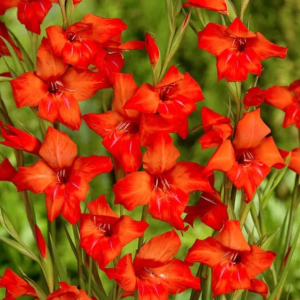 MIECZYK - MIRELLA PRIMULINUS