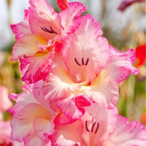 MIECZYK - VIOLET KING