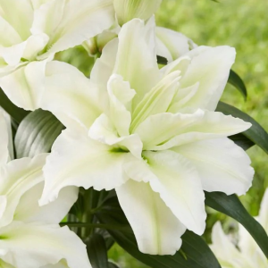 LILIA - ROSELILY AISHA