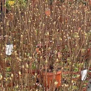 S3265 AZALIA WIELKOKWIATOWA