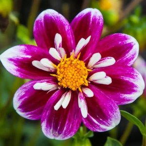 DALIA - IMPRESSION FAMOSO