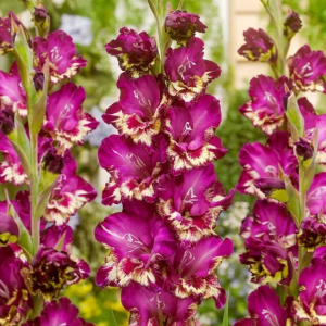 MIECZYK - COLOR CLUB