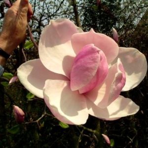 S2318 MAGNOLIA-ATLAS sadzonki unikatowy gatunek