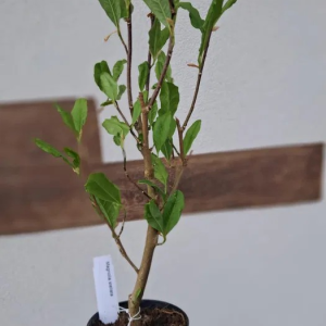 Sadzonki MAGNOLIA, różne odmiany.