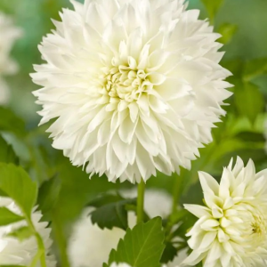 DALIA - MYAMA FUBUKI