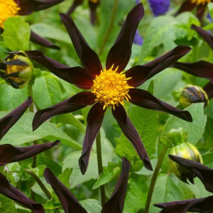 DALIA - VERRONE'S OBSIDIAN