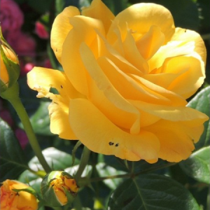 RÓŻA RABATOWA - ARTHUR BELL