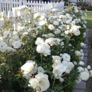 RÓŻA RABATOWA - SCHNEEWITTCHEN