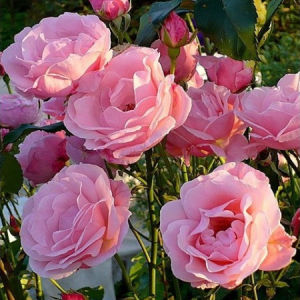 RÓŻA RABATOWA - QUEEN ELIZABETH