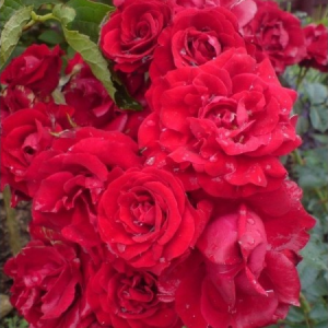 RÓŻA RABATOWA - NINIWA