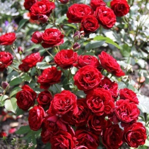 RÓŻA RABATOWA - LAVAGLUT