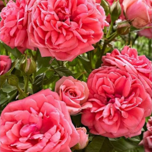 RÓŻA RABATOWA - KIMONO