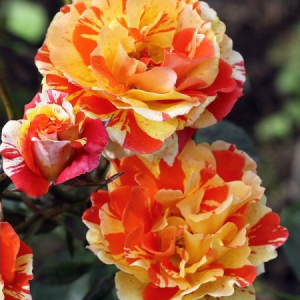 RÓŻA RABATOWA - ORANGES AND LEMONS