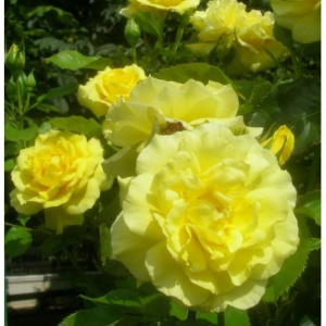 RÓŻA RABATOWA - FRIESIA