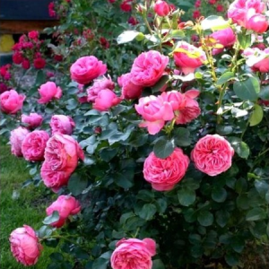 RÓŻA RABATOWA - LEONARDO DA VINCI