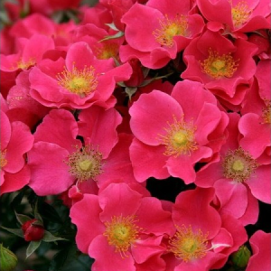 RÓŻA OKRYWOWA - STADT ROM