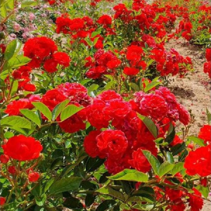 RÓŻA OKRYWOWA - ORANGE FAIRY