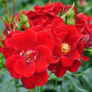 RÓŻA OKRYWOWA - MATADOR