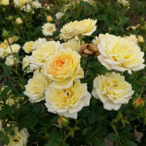 RÓŻA OKRYWOWA - YELLOW FAIRY