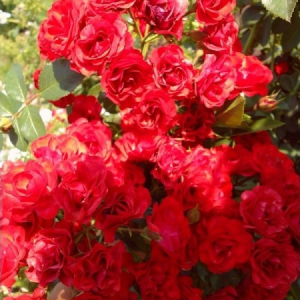 RÓŻA OKRYWOWA - SCARLET MEIDILAND