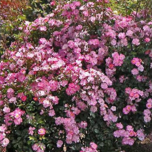 RÓŻA OKRYWOWA - LAVENDER DREAM