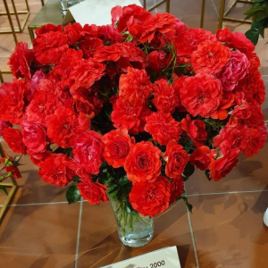 RÓŻA OKRYWOWA - MERCURY 2000