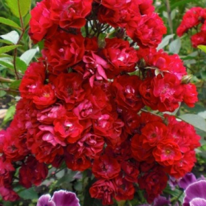 RÓŻA OKRYWOWA - ALBERICH