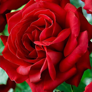 RÓŻA PARKOWA - CUTHBERT GRANT