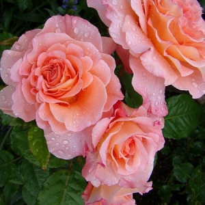 RÓŻA WIELKOKWIATOWA - AUGUSTA LUISE