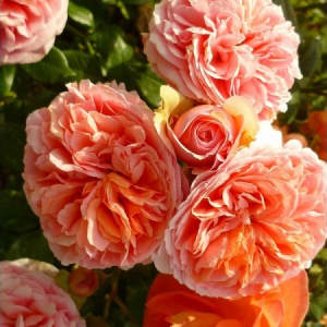 RÓŻA WIELKOKWIATOWA - CHIPPENDALE