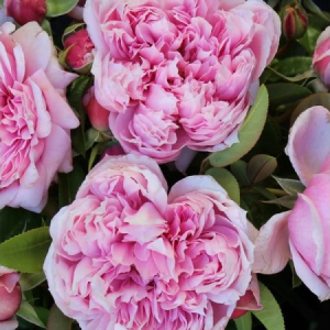 RÓŻA WIELKOKWIATOWA - SCHONE MAID