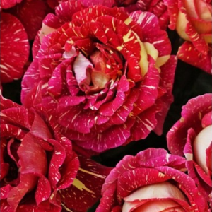 RÓŻA WIELKOKWIATOWA - OLA