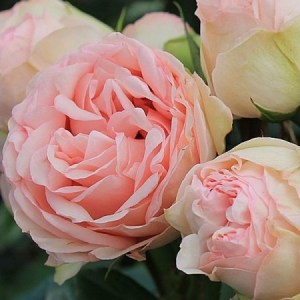 RÓŻA WIELKOKWIATOWA - LOVELY ROKOKO