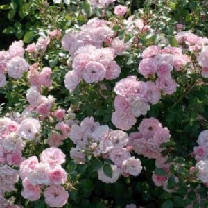 RÓŻA RABATOWA - BONICA