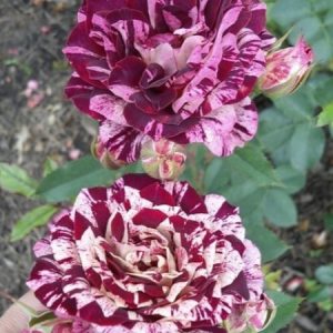 RÓŻA RABATOWA - NEW IMAGINE