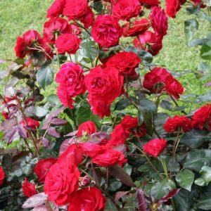 RÓŻA RABATOWA - EUROPEANA