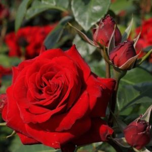 RÓŻA RABATOWA - NICCOLO PAGANINI