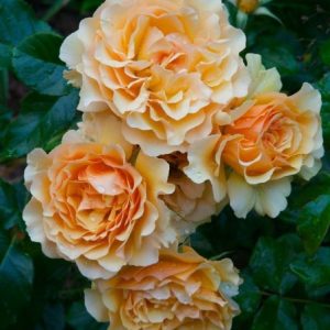 RÓŻA RABATOWA - AMBER QUEEN