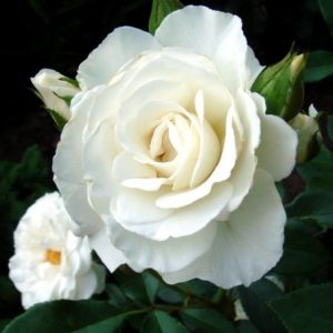 RÓŻA RABATOWA - KRISTALL