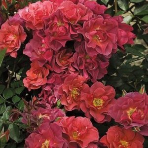 RÓŻA RABATOWA - CINCO DE MAYO