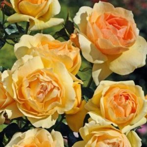 RÓŻA RABATOWA - HANSESTADT ROSTOCK