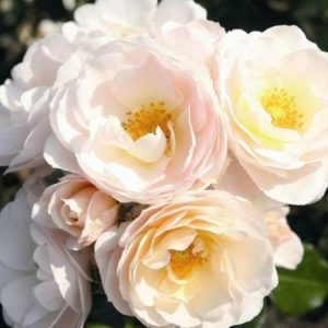 RÓŻA RABATOWA - SIRIUS