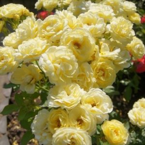 RÓŻA RABATOWA - GOLDEN BORDER